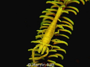 Beautiful Yellow Crinoid Shrimp, Anilao, Philippines by Marylin Batt 